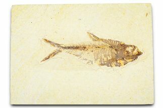 Detailed Fossil Fish (Diplomystus) - Wyoming #379403