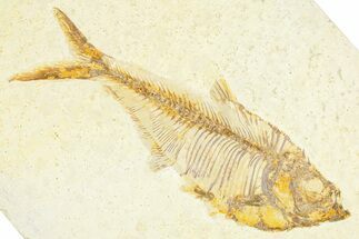 Detailed Fossil Fish (Diplomystus) - Wyoming #379419
