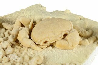 Fossil Crab (Potamon) Preserved in Travertine - Turkey #379420