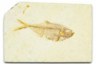 Detailed Fossil Fish (Diplomystus) - Wyoming #379423