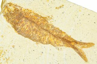 Detailed Fossil Fish (Knightia) - Wyoming #379440