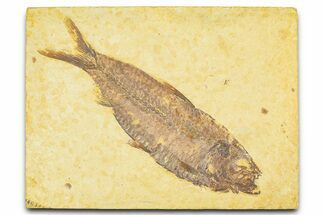Detailed Fossil Fish (Knightia) - Wyoming #379454