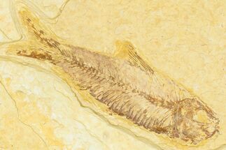 Detailed Fossil Fish (Knightia) - Wyoming #379456