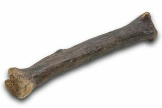 Dinosaur Fossils For Sale