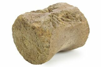 Fossil Dinosaur (Pachycephalosaurus) Caudal Vertebra - Wyoming #379707