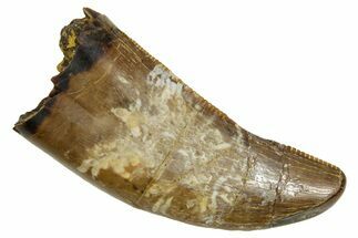 Serrated, Fossil Tyrannosaur (Nanotyrannus) Tooth - Wyoming #379744