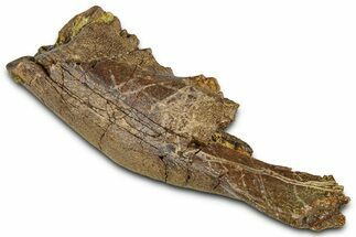 Cretaceous Fossil Mammal Jaw Section - Wyoming #379752