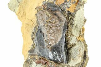 Fossil Triceratops Shed Tooth in Sandstone - Wyoming #379856