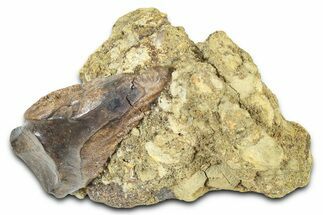 Fossil Triceratops Shed Tooth in Sandstone - Wyoming #379865