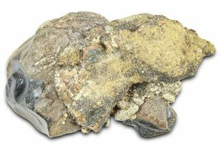 Fossil Triceratops Teeth (One Rooted) in Sandstone - Wyoming #379870