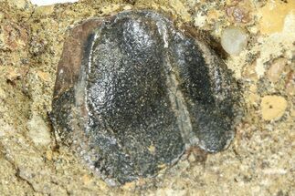 Fossil Triceratops Shed Tooth in Sandstone - Wyoming #379874