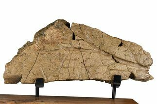 Dinosaur (Triceratops) Frill Shield Section w/ Stand - Wyoming #379885