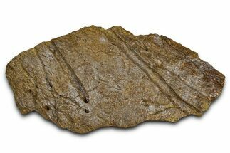 Dinosaur (Triceratops) Frill Shield Section - Wyoming #379888