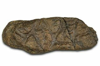 Dinosaur (Triceratops) Frill Shield/Skull Section - Wyoming #379896