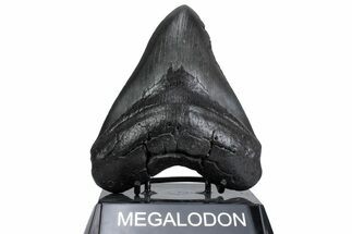 Fossil Megalodon Tooth - South Carolina #380074
