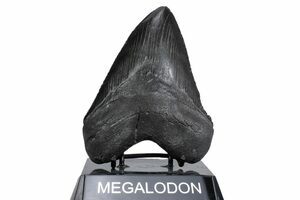 Large, 1.52