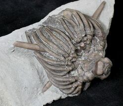 Detailed Dorycrinus Crinoid Crown - Indiana #19868