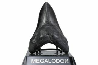 Fossil Megalodon Tooth - South Carolina #380131