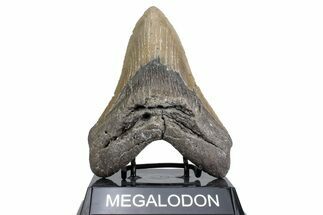 Fossil Megalodon Tooth - North Carolina #380141