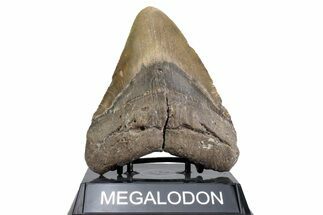 Fossil Megalodon Tooth - North Carolina #380156