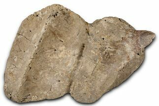Fossil Dinosaur (Ankylosaurus) Osteoderm - Montana #380187