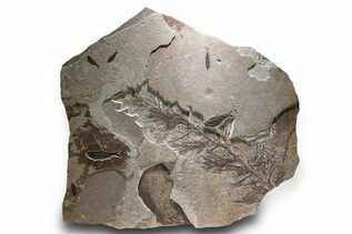 Plant Fossils For Sale