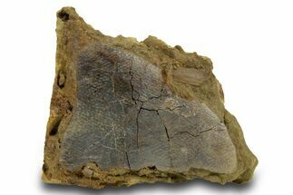 Hadrosaur Ossified Tendon & Turtle Shell in Sandstone - Wyoming #380408
