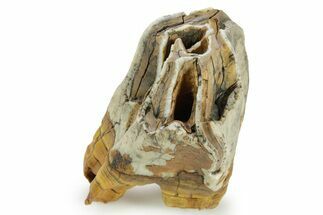 Fossil Woolly Rhino (Coelodonta) Tooth - Siberia #380745