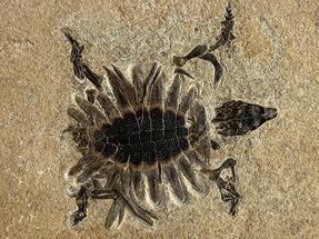 Extraordinary Fossil Baby Turtle (Axestemys) - Green River Formation #380899