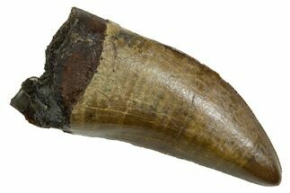Fossil T-Rex Tooth - Beautiful Enamel & Sharp Serrations #380870