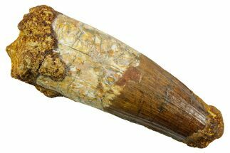 Real Spinosaurus Tooth - Huge Dinosaur Tooth #380914