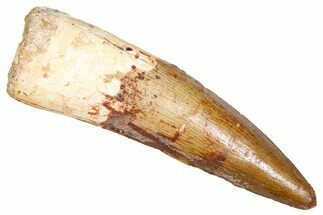 Fossil Spinosaurus Tooth - Real Dinosaur Tooth #380989