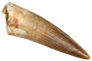 Fossil Spinosaurus Tooth - Real Dinosaur Tooth #380994