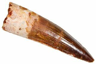 Fossil Spinosaurus Tooth - Real Dinosaur Tooth #380999