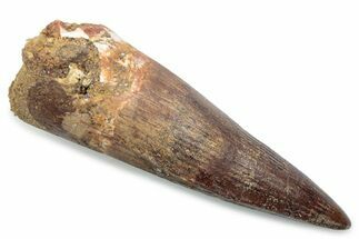 Fossil Spinosaurus Tooth - Real Dinosaur Tooth #381063