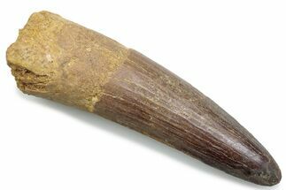 Fossil Spinosaurus Tooth - Real Dinosaur Tooth #381068