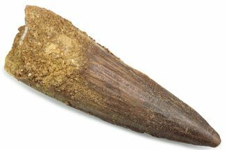 Fossil Spinosaurus Tooth - Real Dinosaur Tooth #381074