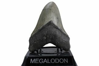 Serrated, Fossil Megalodon Tooth - North Carolina #379221
