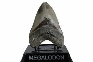 Fossil Megalodon Tooth - North Carolina #379222