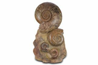 Tall Jurassic Ammonite (Hammatoceras) Display - France #381121