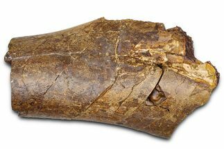 Fossil Hadrosaur Tibia Bone Section - Wyoming #381173