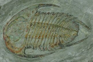 Lower Cambrian Trilobite (Neltneria) - Issafen, Morocco #381178