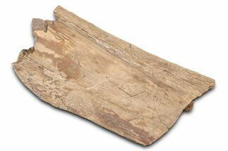 Hadrosaur (Edmontosaurus) Vertebra Spinous Process - Wyoming #381185