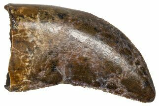 Serrated Tyrannosaur Tooth - Judith River Formation #381199