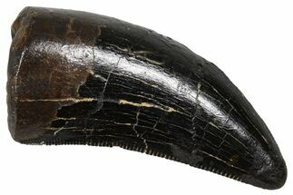Serrated Tyrannosaur Tooth - Judith River Formation #381202