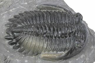 Multi-Toned Hollardops Trilobite Fossil - Ofaten, Morocco #381255