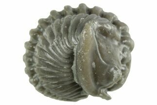 Wide Enrolled Flexicalymene Trilobite - Mt Orab, Ohio #380280