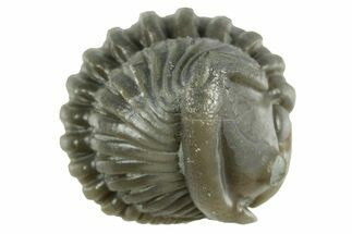 Wide Enrolled Flexicalymene Trilobite - Mt Orab, Ohio #380288