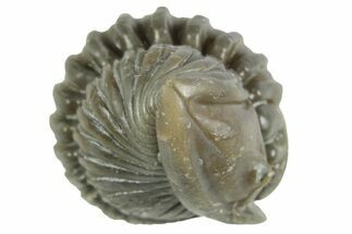 Wide Enrolled Flexicalymene Trilobite - Mt Orab, Ohio #380298