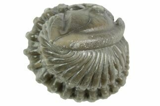 Wide Enrolled Flexicalymene Trilobite - Mt Orab, Ohio #380301